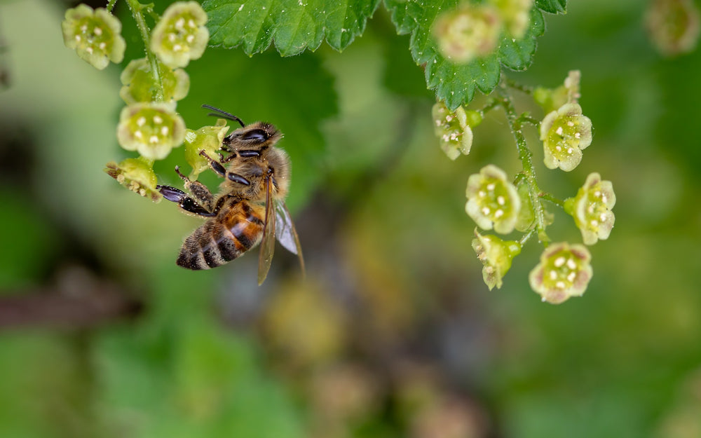 native bee collecting flower nectars