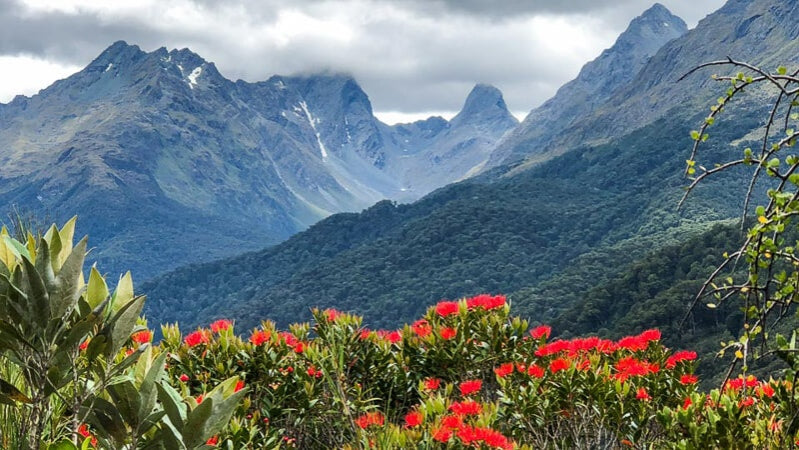 Red bush flowers in Southern Rata